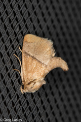 Apoda latomia