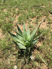 Ledebouria marginata