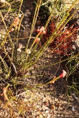 Struthiola macowanii