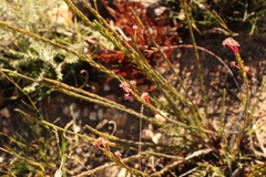 Struthiola macowanii