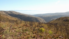 Lachnaea ruscifolia