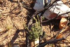 Lachnaea ruscifolia