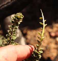 Lachnaea ruscifolia