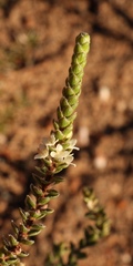 Lachnaea ruscifolia