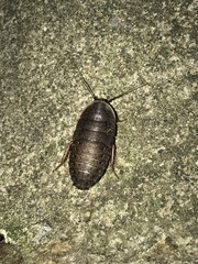 Opisthoplatia orientalis