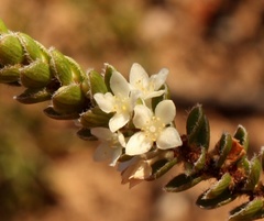 Lachnaea ruscifolia