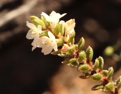 Lachnaea ruscifolia