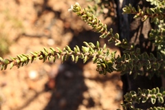 Lachnaea ruscifolia
