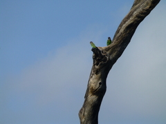 Poicephalus cryptoxanthus