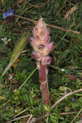 Orobanche pubescens