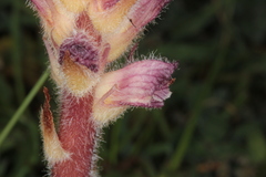Orobanche pubescens