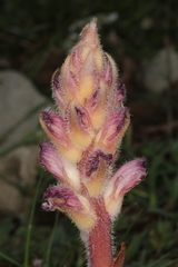Orobanche pubescens