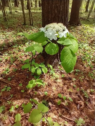 hobblebush (Viburnum lantanoides)