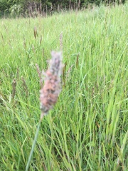 Alopecurus pratensis
