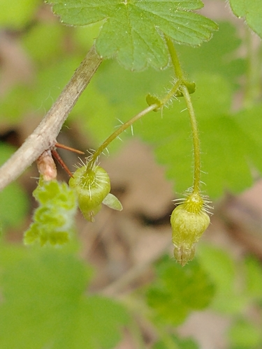 Eastern prickly gooseberry (Ribes cynosbati)
