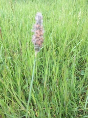 Alopecurus pratensis