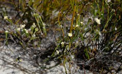 Lachnaea funicaulis