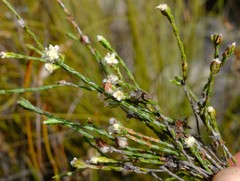 Lachnaea funicaulis