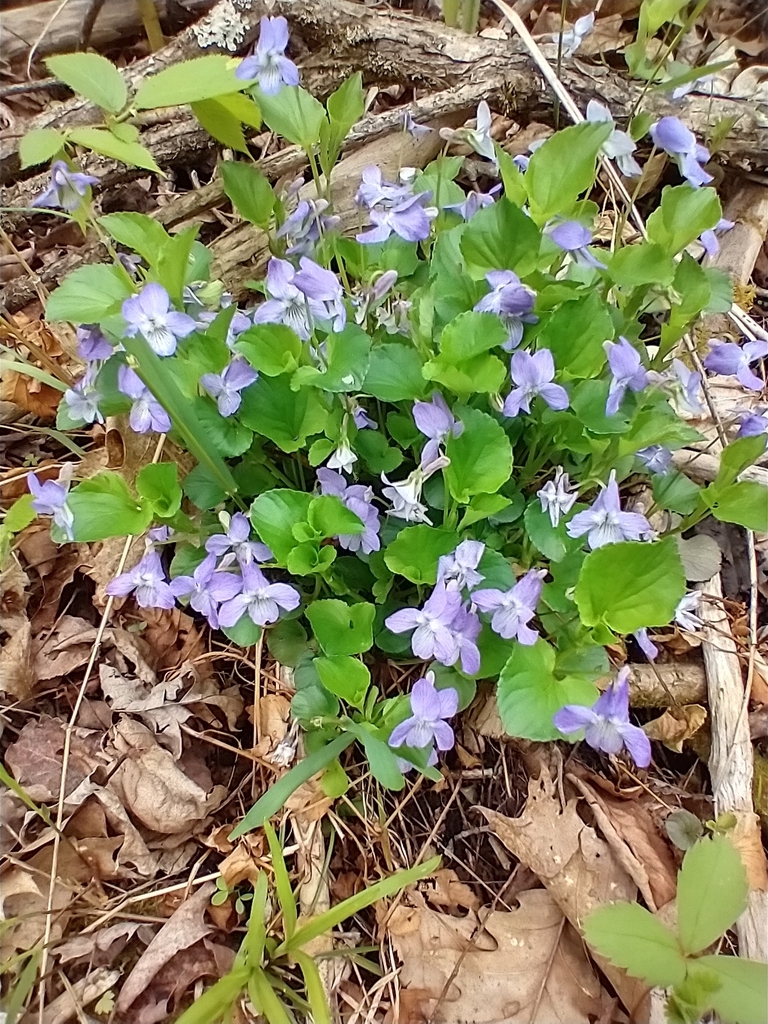 Labrador Violet Invasive Labrador violet from Malletts Bay, Burlington, VT, USA on May 13, 2024 ...