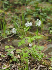Asperula taurina