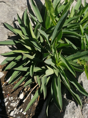 Hieracium bupleuroides, photograph 1