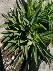 Hieracium bupleuroides