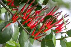 Peraxilla colensoi
