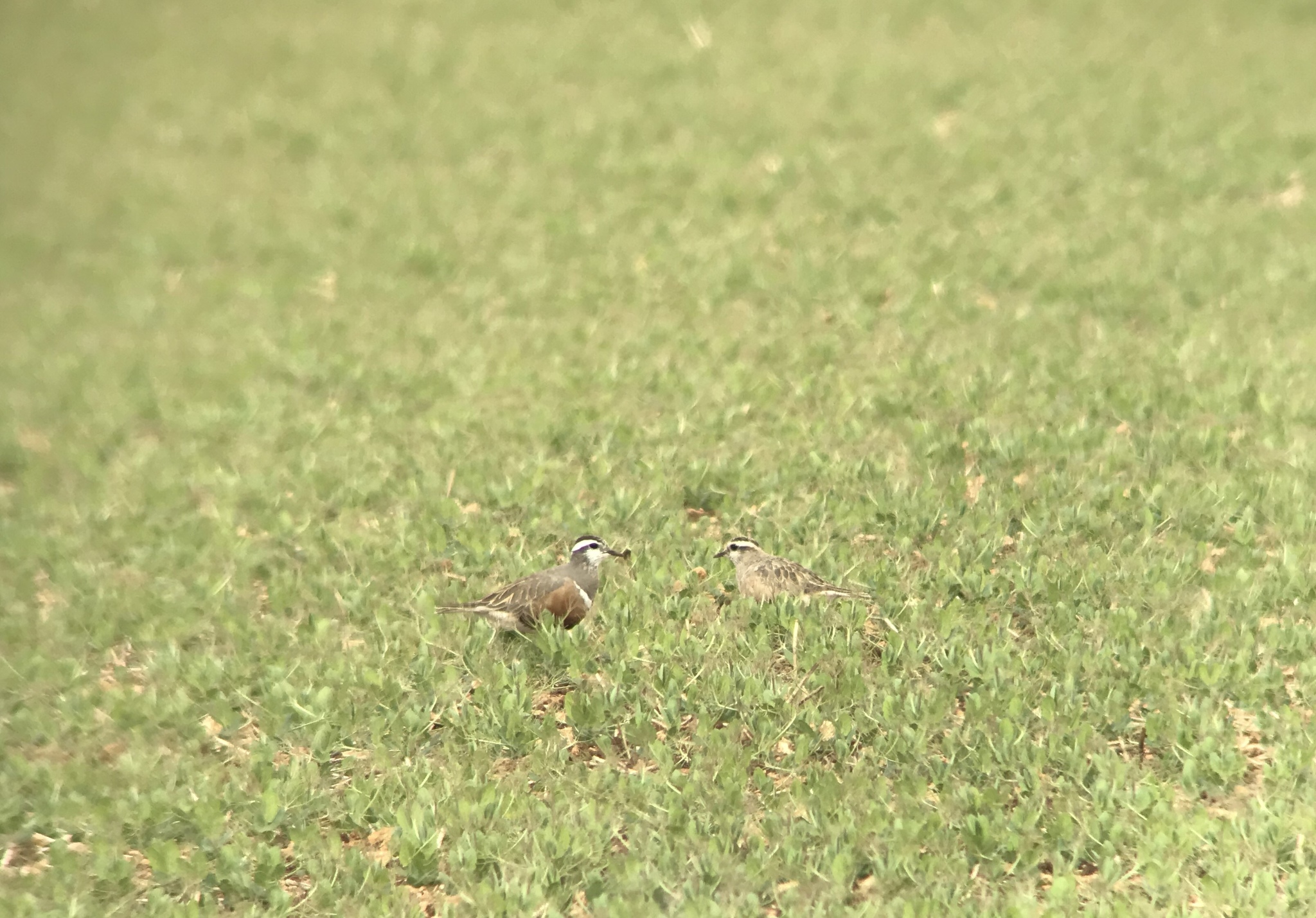 Eurasian Dotterel