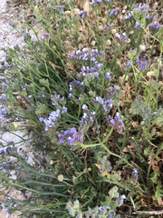 Limonium sinuatum