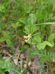 Vicia ciliatula