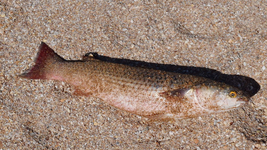So-iuy mullet (Liza haematocheila) — Mugilidae