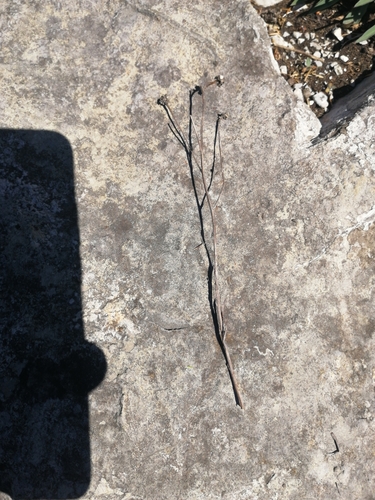 Hieracium bupleuroides, photograph 4