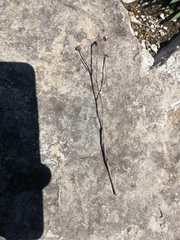Hieracium bupleuroides, photograph author not stated, no rights reserved