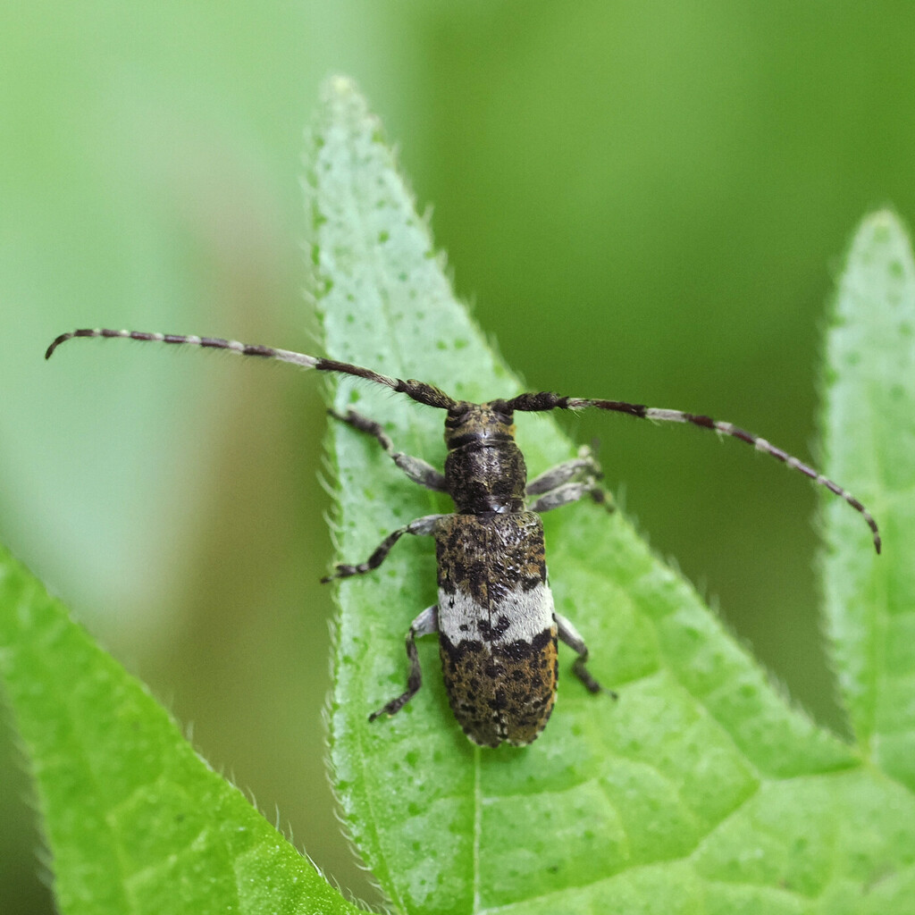 Falsomesosella gracilior from Yata, Mishima, Shizuoka 4110801, Japan