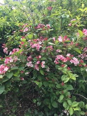 Weigela
