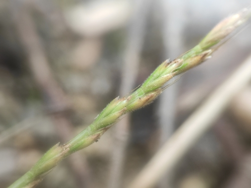 mat-grass fescue (Festuca maritima)