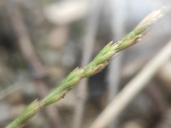 (c) Augustin Soulard, some rights reserved (CC BY) Festuca maritima, photograph (c) Augustin Soulard, some rights reserved (CC BY)