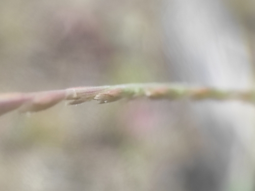 Image of Festuca maritima by (c) Augustin Soulard, some rights reserved (CC BY)