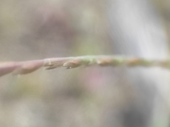 (c) Augustin Soulard, some rights reserved (CC BY) Festuca maritima, photograph (c) Augustin Soulard, some rights reserved (CC BY)