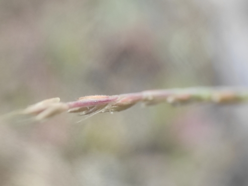 Image of Festuca maritima by (c) Augustin Soulard, some rights reserved (CC BY)