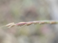 (c) Augustin Soulard, some rights reserved (CC BY) Festuca maritima, photograph (c) Augustin Soulard, some rights reserved (CC BY)