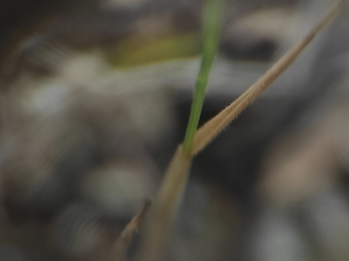 Festuca maritima, photograph 4
