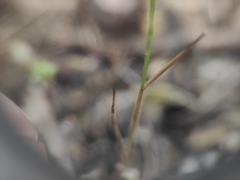 (c) Augustin Soulard, some rights reserved (CC BY) Festuca maritima, photograph (c) Augustin Soulard, some rights reserved (CC BY)