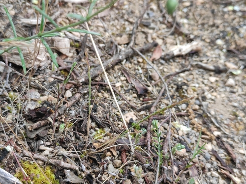 Festuca maritima, photograph 6