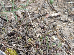 Festuca maritima, photograph (c) Augustin Soulard, some rights reserved (CC BY)