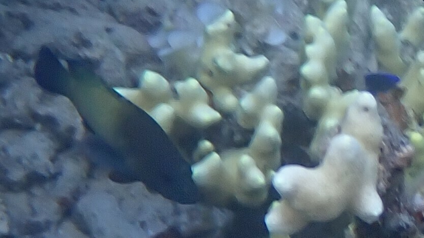 Blue-finned Rock Cod