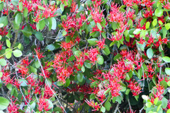 Peraxilla colensoi