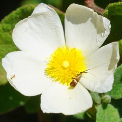 Adela australis