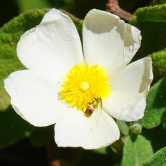 Adela australis