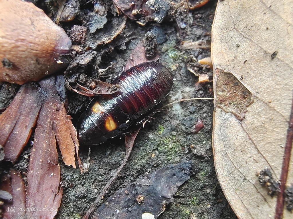 Panesthia antennata